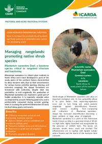 Managing rangelands: promoting native shrub species: Rhanterium suaveolens Desf: a keystone species critical to rangeland structure and functioning