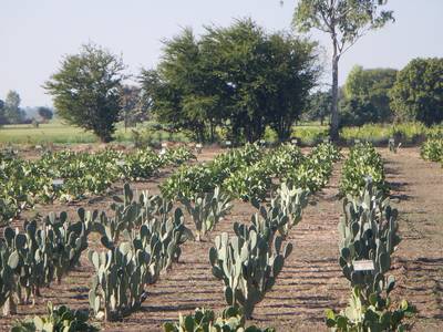 The unique adaptive traits of cactus make the crop suitable for dryland areas. Photo: ICARDA