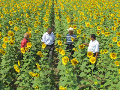 Sunflower crop after winter wheat with zero to minimal till farming