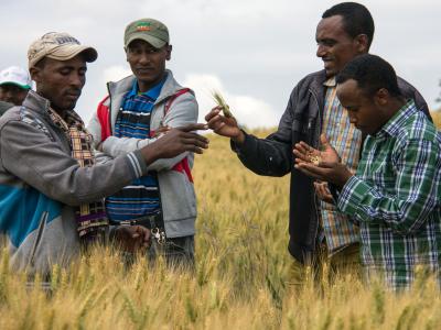 Farmers distributing rust resistant wheat seeds in Amhara, Ethiopia