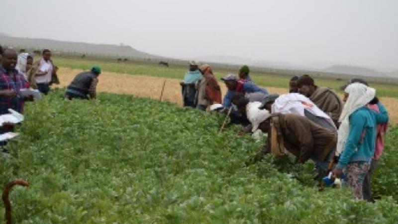 Farmers from Tera and Angolela district evaluating faba bean varieties put to a PVS trial under irrigation at Chacha, Ethiopia, during Belg season, 2015.