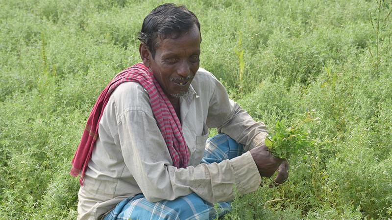 Farmers are growing lentils in their fields left fallow after rice harvests.