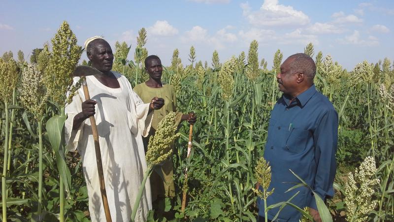 Supplemental irrigation is boosting the productivity of strategic crops like sorghum