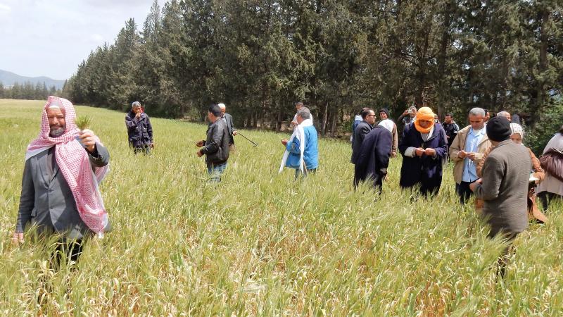 Scientists and farmers meet in the field to learn about the new barley variety