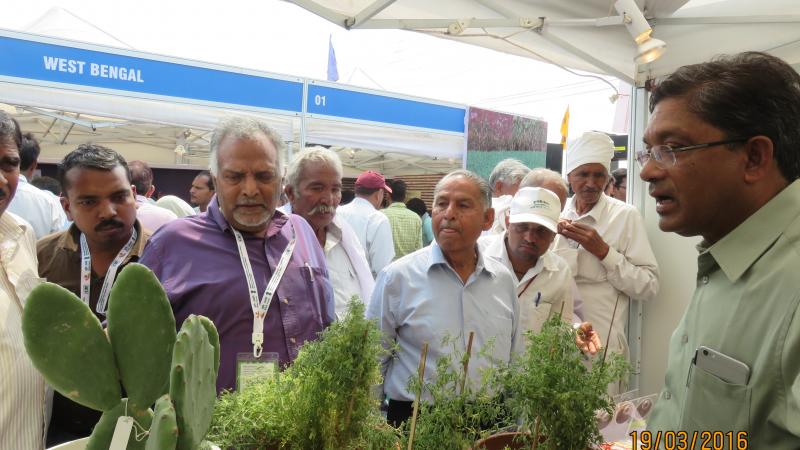 Dr. Ashutosh Sarker giving live demonstration of spineless cactus to interested farmers