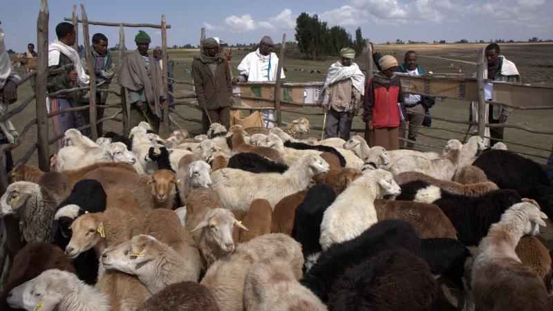 Community engagement in the award winning research project on Menz sheep breeding