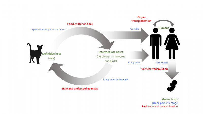 Epidemiological cycle of toxoplasmosis