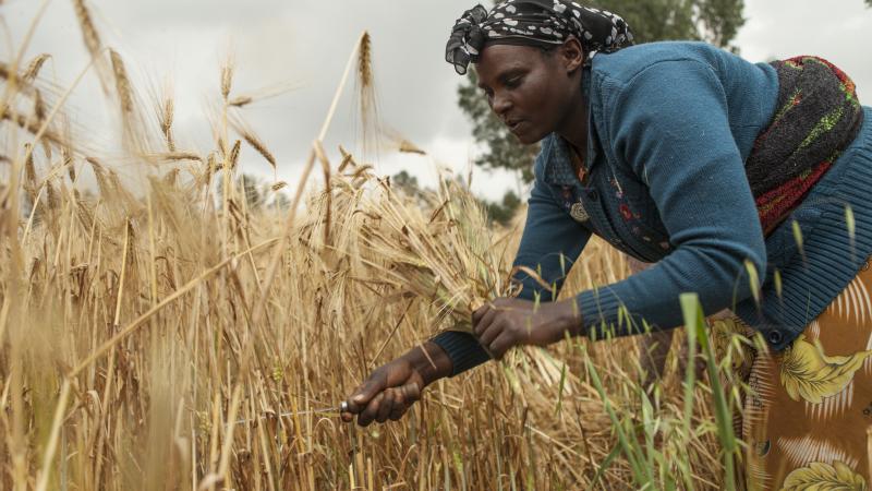 New improved varieties of malt barley raise the bar for yield and incomes for smallholder farmers in Ethiopia
