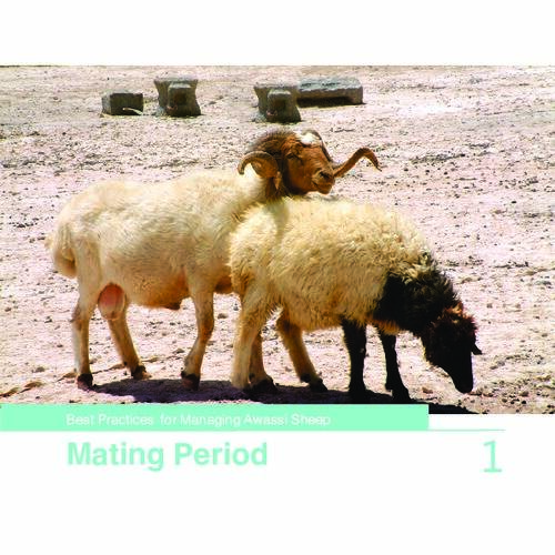 Best Practices for Managing Awassi Sheep 1 Mating Period ICARDA