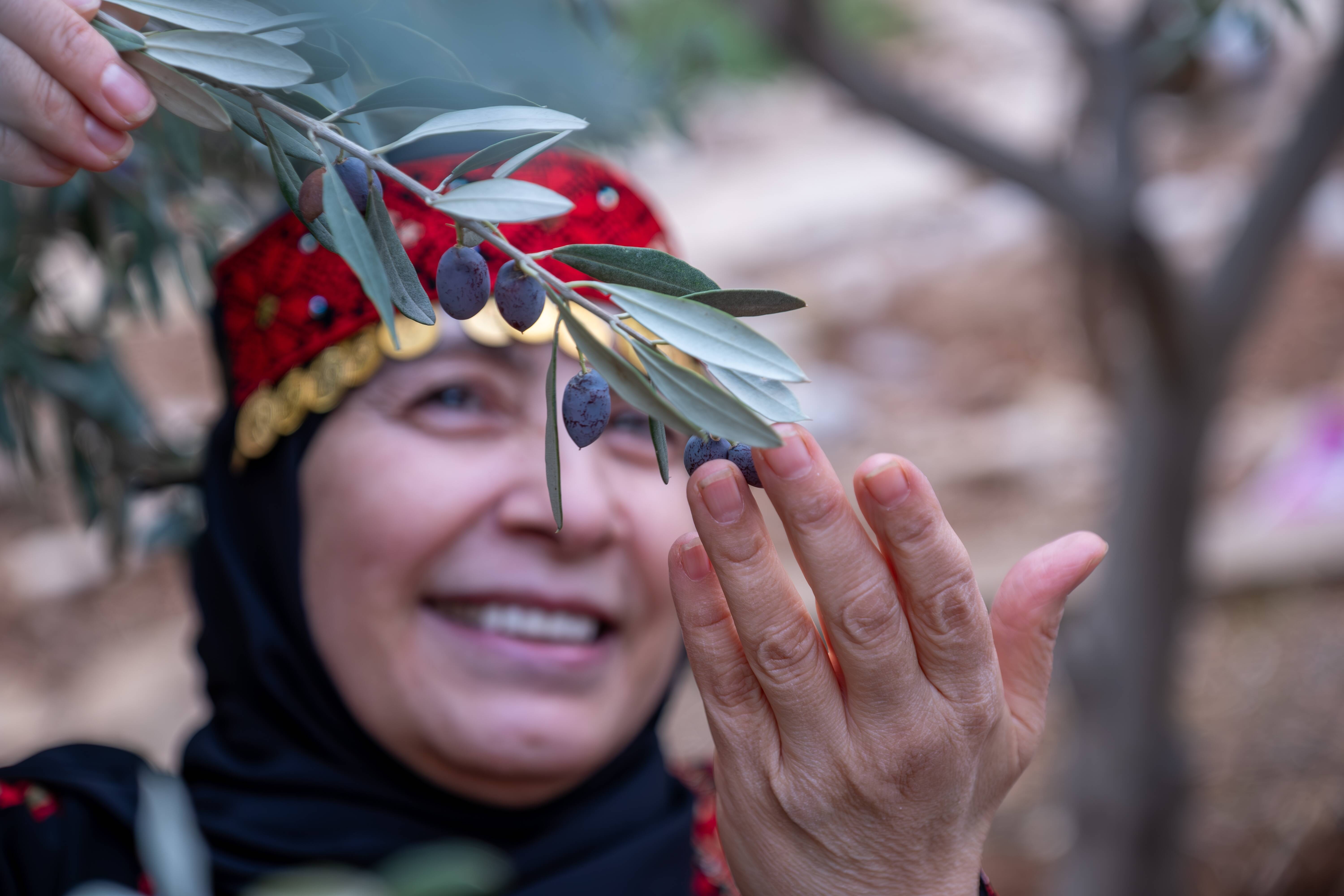 Palestinian woman in olive trees field holding branch