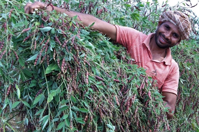 Farmer with pigeon pea