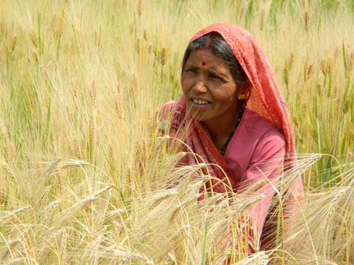 Attacking 'Hidden Hunger' with Biofortified Lentils
