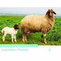 Best Practices for Managing Awassi Sheep 4-Lactation Period