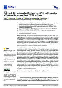 Epigenetic Regulation of miR-25 and Lnc107153 on Expression of Seasonal Estrus Key Gene CHGA in Sheep