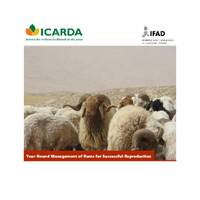 Year-round management of rams for successful reproduction 