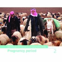 Best Practices for Managing Awassi Sheep 2-Pregnancy period