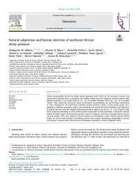 Natural adaptation and human selection of northeast African sheep genomes