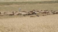 Inspired by Nature - A Tunisian Farmer’s Perspective on Sustainable Integration of Crop and Livestock (long version)