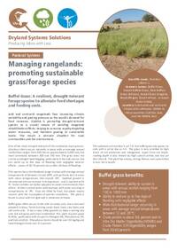 Managing rangelands: promoting sustainable grass/forage species: Buffel Grass: A resilient, drought-tolerant forage species to alleviate feed shortages and feeding costs.
