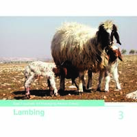 Best Practices for Managing Awassi Sheep 3-Lambing 