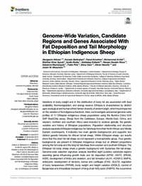 Genome-Wide Variation, Candidate Regions and Genes Associated With Fat Deposition and Tail Morphology in Ethiopian Indigenous Sheep