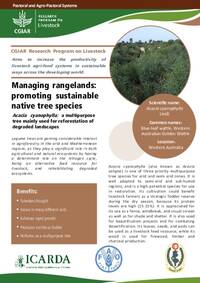 Managing rangelands: promoting sustainable native tree species: Acacia cyanophylla: a multipurpose tree mainly used for reforestation of degraded landscapes
