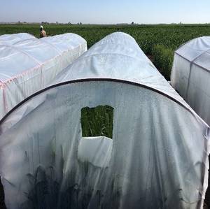Plastic tunnels at the ICARDA Marchouch station in Morocco