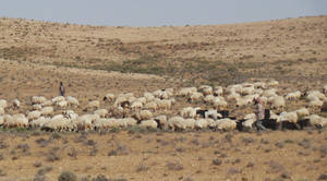 Rangeland sheep