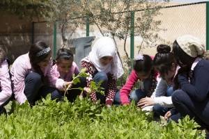 School children are collecting green spinach leaves