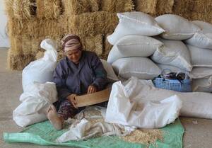 Traditional and manual seed cleaning by woman farmer.  (Photo: Zied Idoudi, ICARDA)