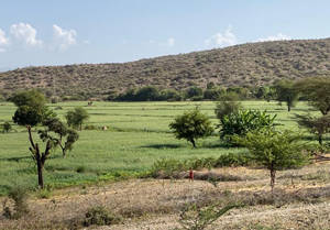 Ethiopia TAAT Wheat Field