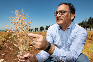 Dr. Shiv Agrawal in a lentil field