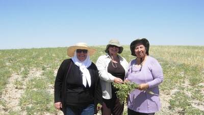 ICARDA's Virologist Safaa Kumari (left) during wheat and chickpea pests survey