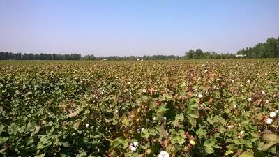 Cotton field in Uzbekistan