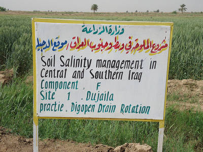 Wheat Farms in Saline Irrigated Areas of Central Iraq