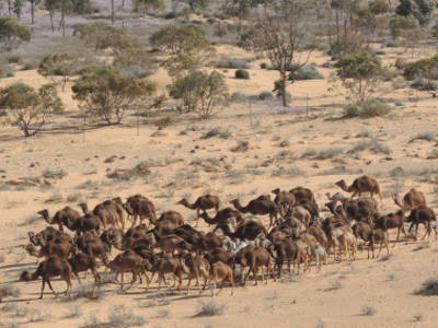 Rangeland camels