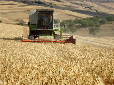 Conservation agriculture wheat harvest in Tunisia