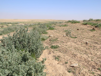 Rehabilitating desert through marabs