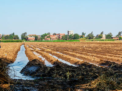 Egyptian farmers dig furrows and beds into the soil for better irrigation efficiency