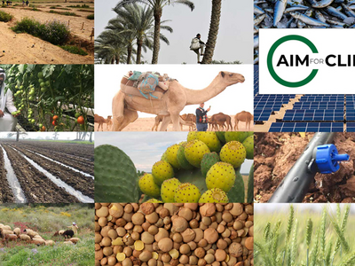 Integrated Desert Farming Innovation Program (IDFIP) as an Innovation Sprint.