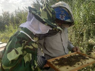Olga & Sergey inspecting a hive