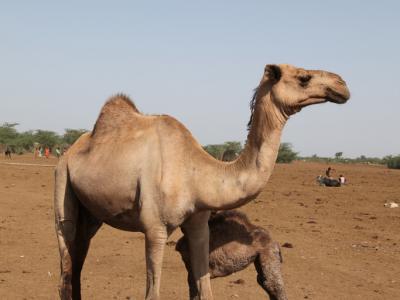 Camel with calf in Afar, Ethiopia (photo credit: ILRI)