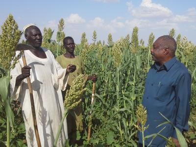 Supplemental irrigation is boosting the productivity of strategic crops like sorghum