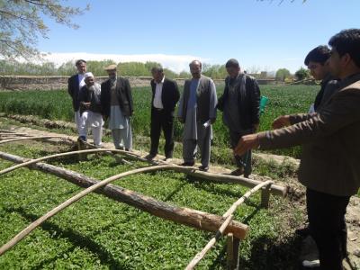 Afghanistan’s Minister of Agriculture commends ICARDA's activities and progress with farmers