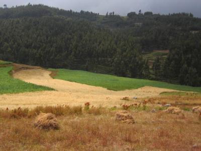 Faba bean (green) and barley (partially harvested) planted on a highly degraded landscape