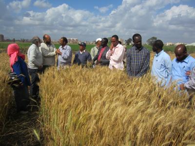 Participants from the National Seed Administration of Sudan during a training course on high quality seed production