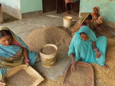 Pulses, a staple food source for poor families in India, have become very expensive
