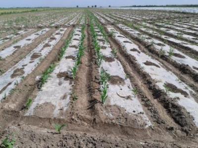 Raised bed planting is a proven farming practice with significant potential in Central Asia.