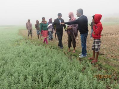 Scientists and farmers examining lentil sown in the rice-fallow area of Birbhum (West Bengal)