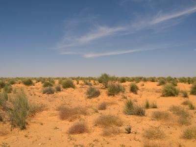 Rangelands in Tunisia require urgent land tenure and governance reforms.
